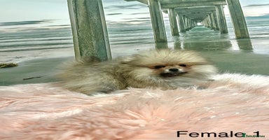 Pomeranian dogs - Advert 2