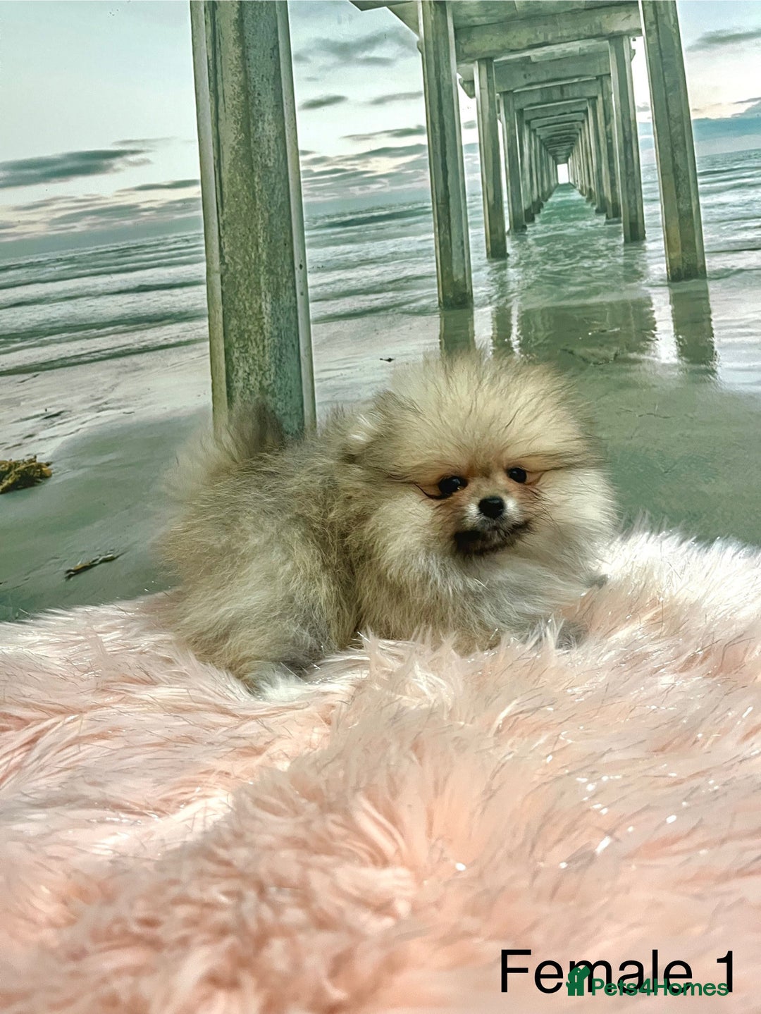 Pomeranian dogs for sale: 🔥Very Tiny🐻Teddy Face🏆Champion Lines - Image 1