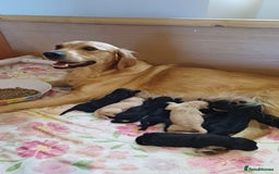 Goldendoodle dogs for sale: 3/4Golden 1/4Doodles 😃 black and gold - Image 4