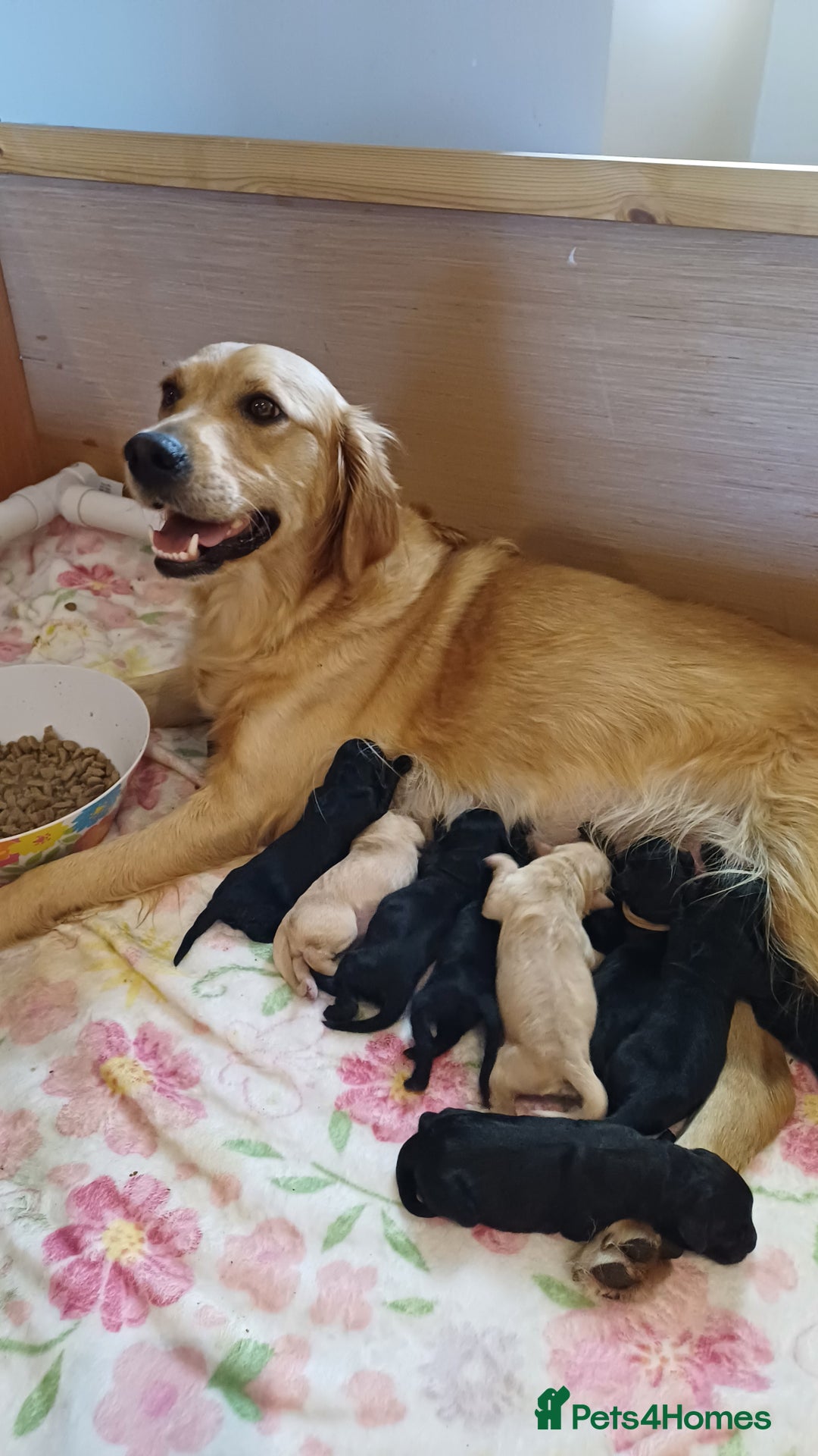 Goldendoodle dogs for sale: 3/4Golden 1/4Doodles 😃 black and gold - Image 4