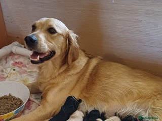 Goldendoodle dogs - Advert 13