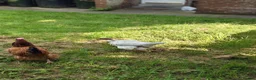 Chickens poultry for sale: Mixture of hens for sale  - Advert 6