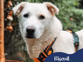 Mixed Breed dogs Meet Biscuit, currently residing in Hampshire in Havant - Advert 5