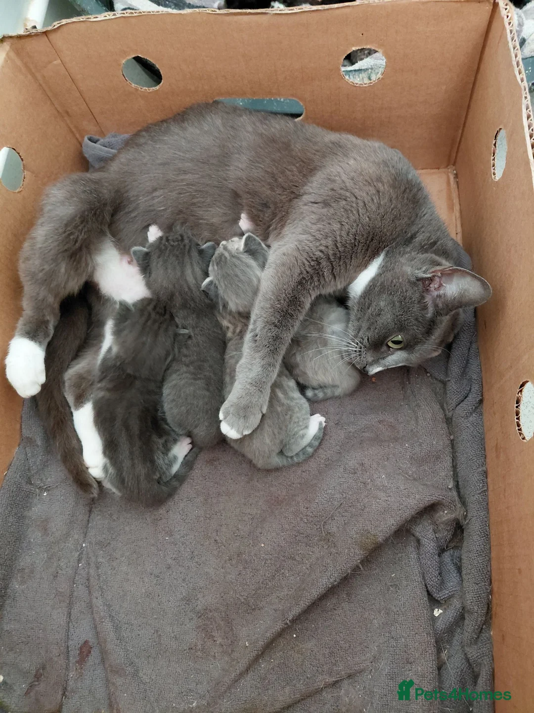 Mixed Breed cats for sale: Beautiful grey kittens - Advert 5
