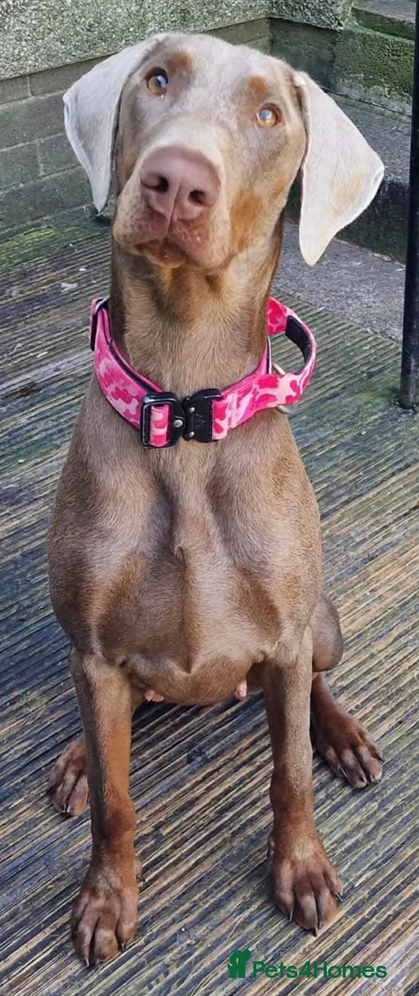 Dobermann dogs Doberman KC reg - Advert 9