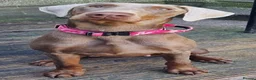 Dobermann dogs for sale: Doberman KC reg - Advert 1