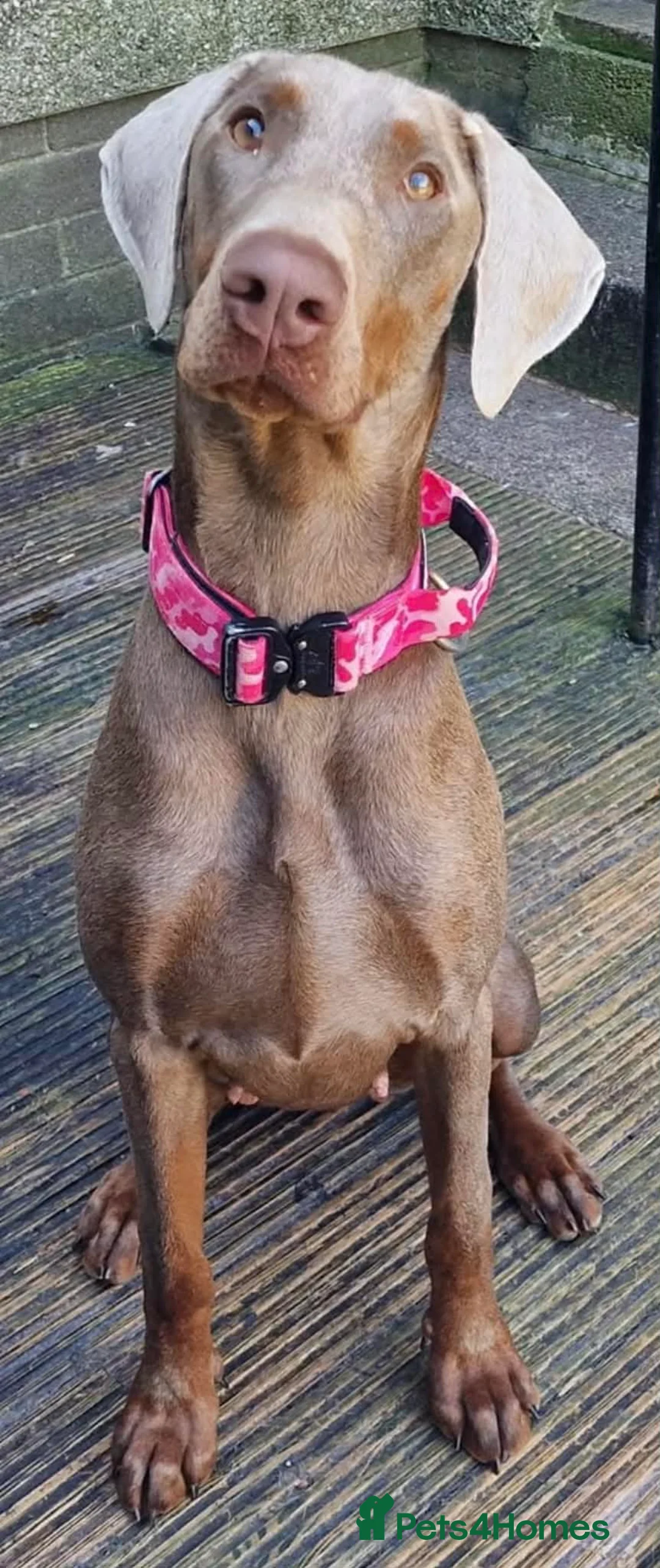 Dobermann dogs for sale: Doberman KC reg - Advert 1
