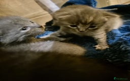 Scottish Fold cats for sale: 7 kittens for sale - ready 16th december - Image 10