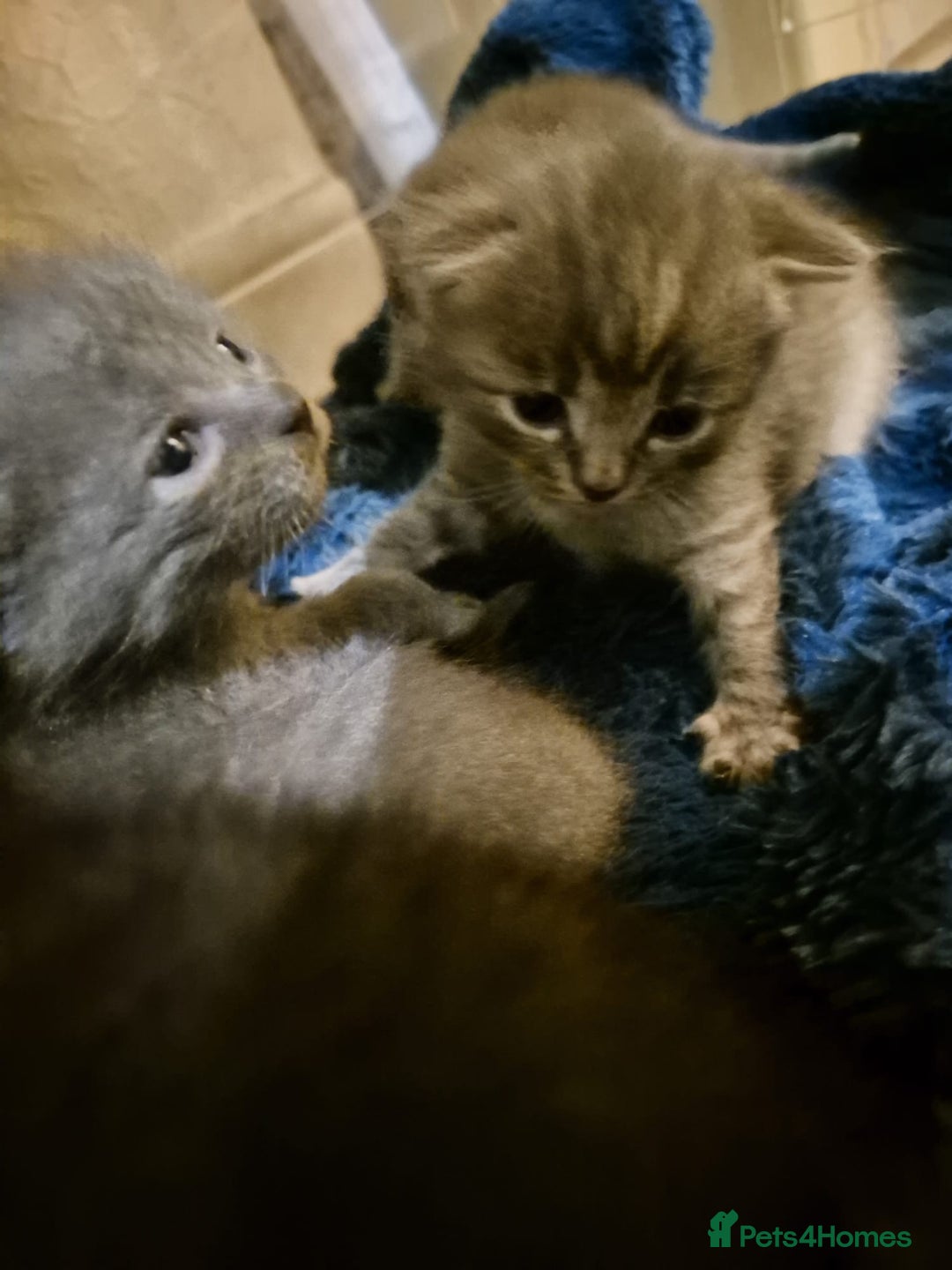 Scottish Fold cats for sale: 7 kittens for sale - ready 16th december - Image 10