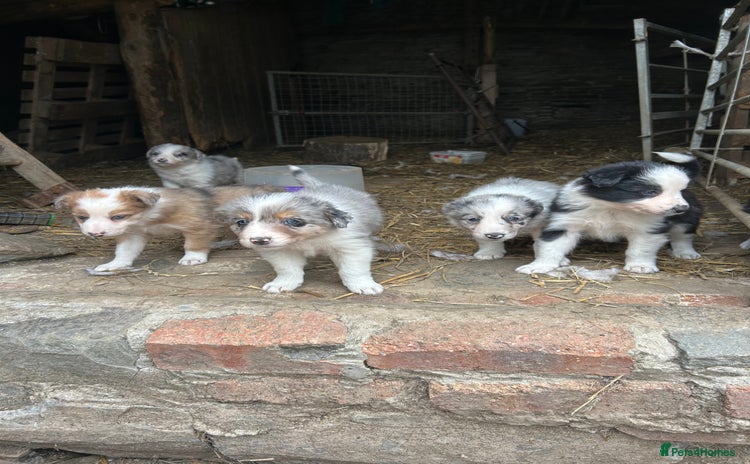Border Collie dogs - Advert 1