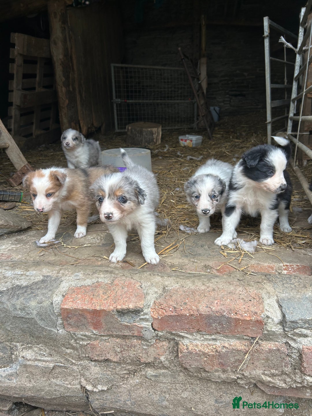 Border Collie dogs for sale: Border collie pups - Image 1