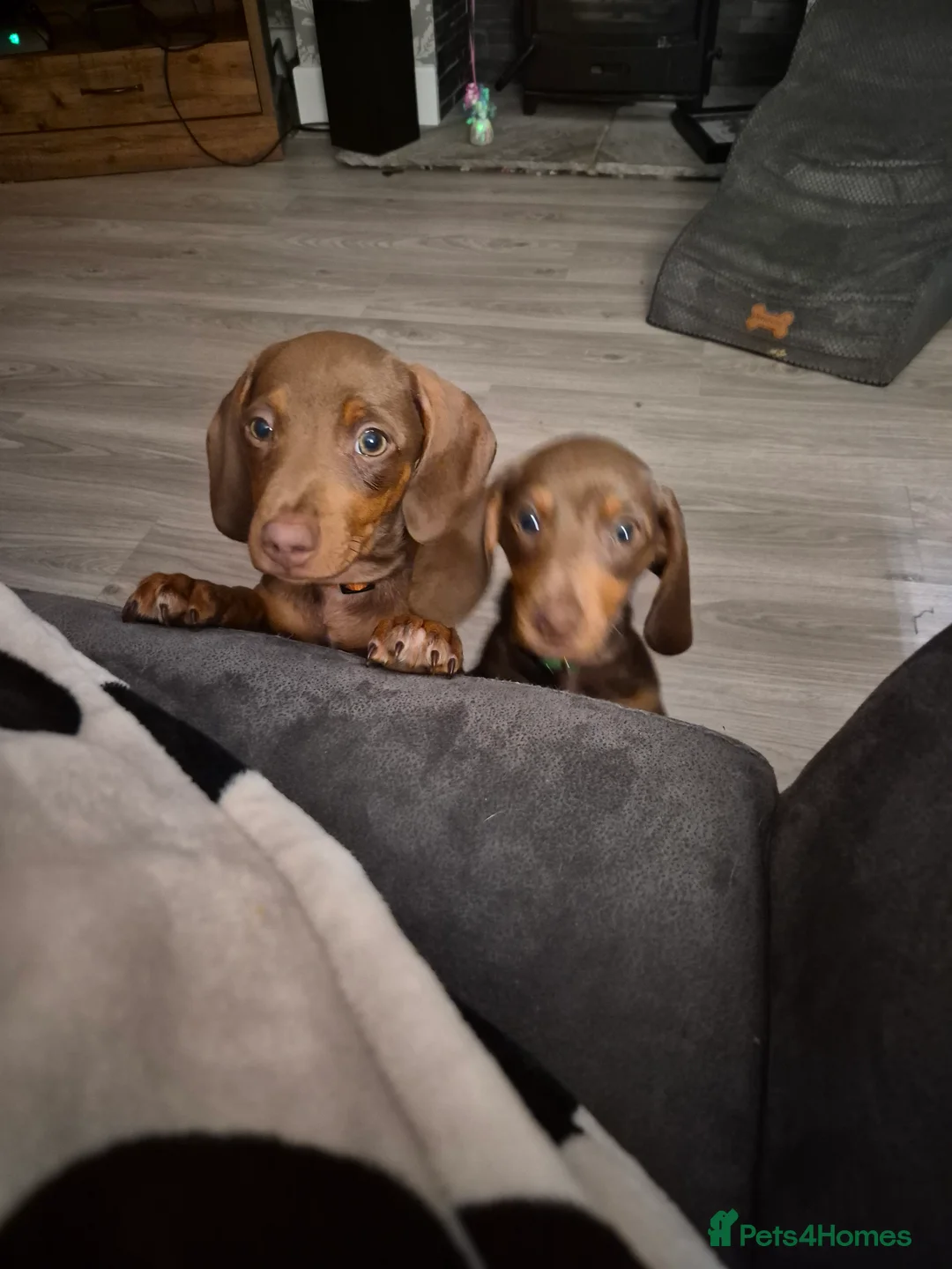 Miniature Dachshund dogs for sale: Minature dachshund pups - Advert 2