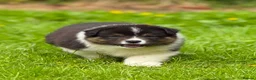 Australian Shepherd dogs for sale: Australian shepherd Black Tri Male Puppy - Advert 5