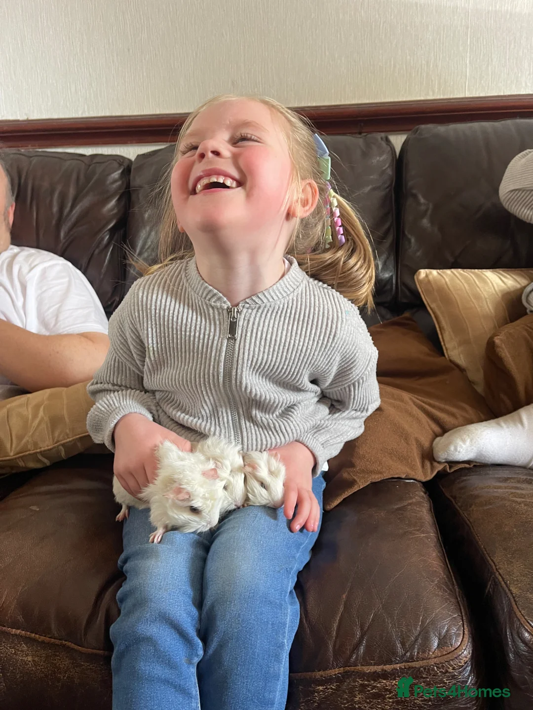 Guinea Pig rodents for sale: 8 Baby Guinea Pigs Looking For New Homes - Advert 24