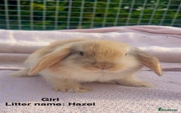 Mini Lop rabbits for sale: Mini lop bunnies  - Image 5