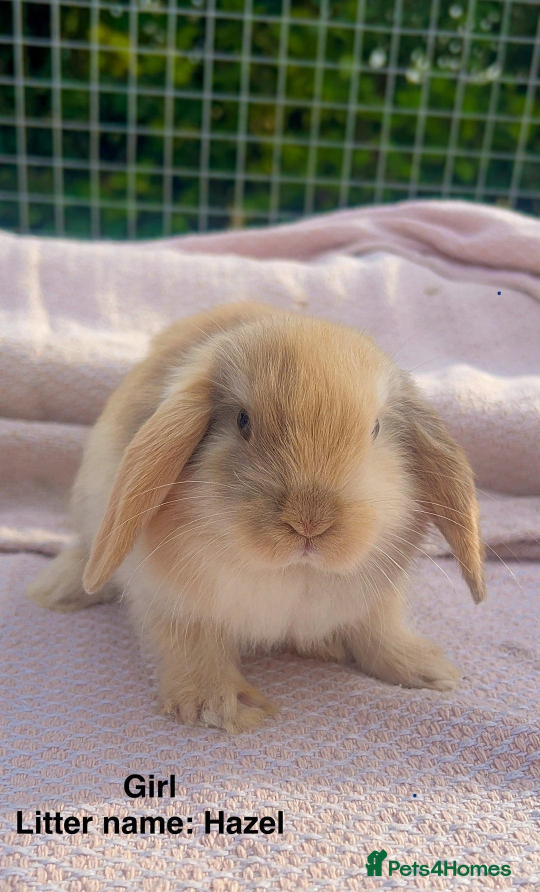 Mini Lop rabbits for sale: Mini lop bunnies  - Image 5