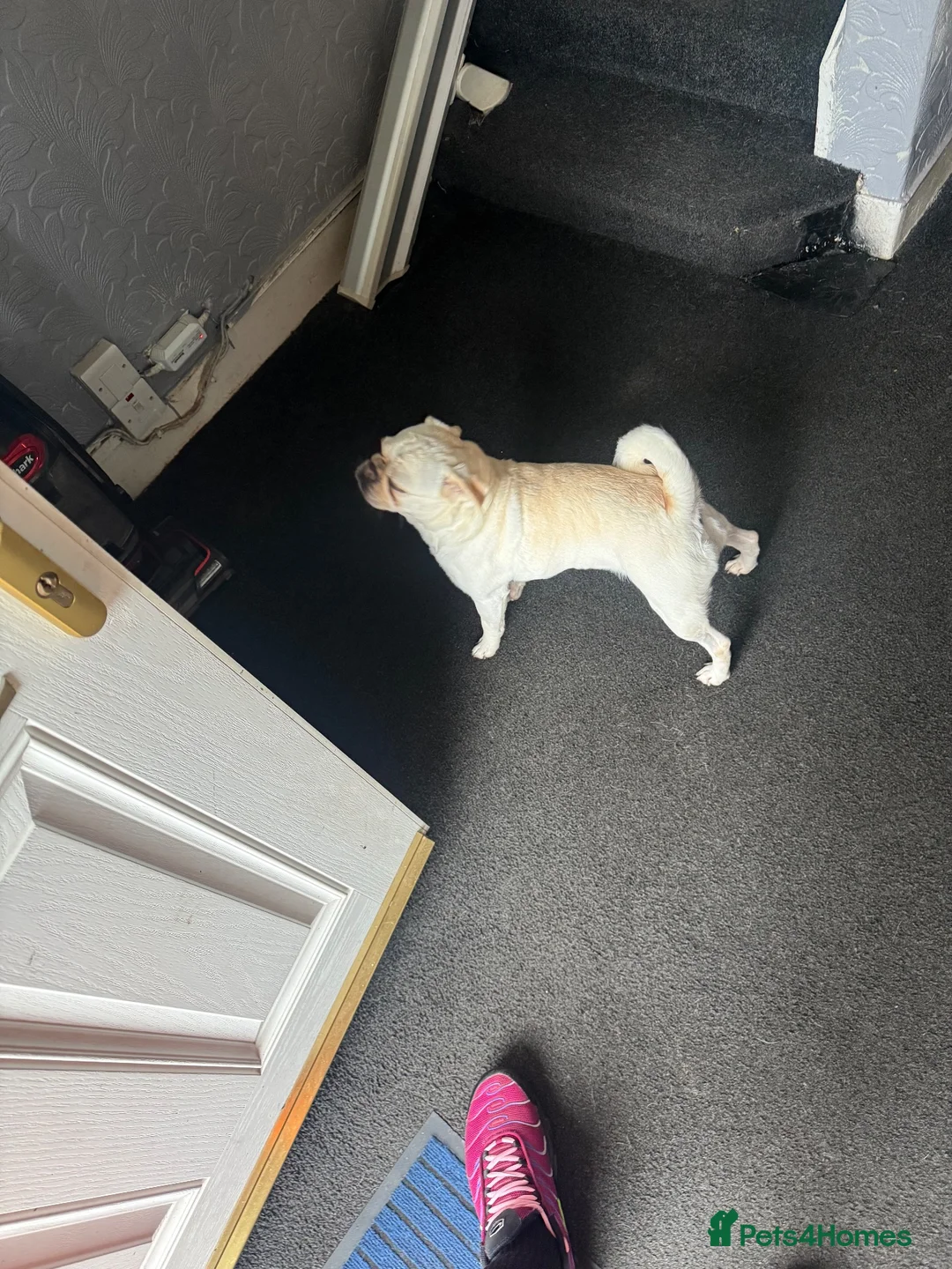 Pug dogs for sale: Female pug 3year old Linda  in Sheffield - Advert 4
