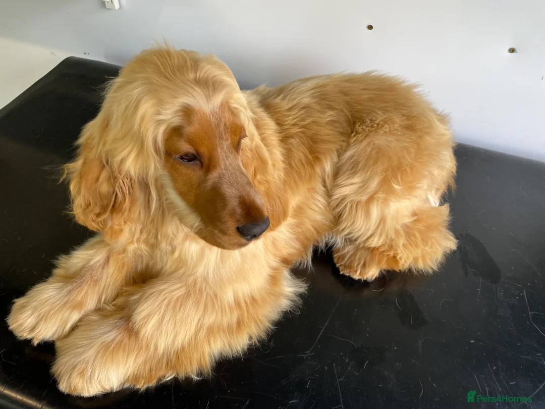 Cocker Spaniel dogs for stud: Stunning Show Cocker Spaniel in Doncaster - Advert 4