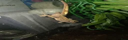 Gecko reptiles for sale: crested geckos please read the description  - Advert 2