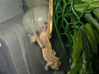 Gecko reptiles crested geckos please read the description - Advert 2