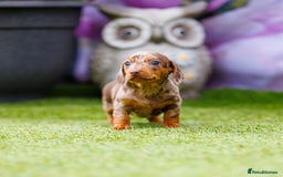 Miniature Dachshund dogs for sale: Top Tier Miniature Dachshunds available!! 😍🤩 - Image 8