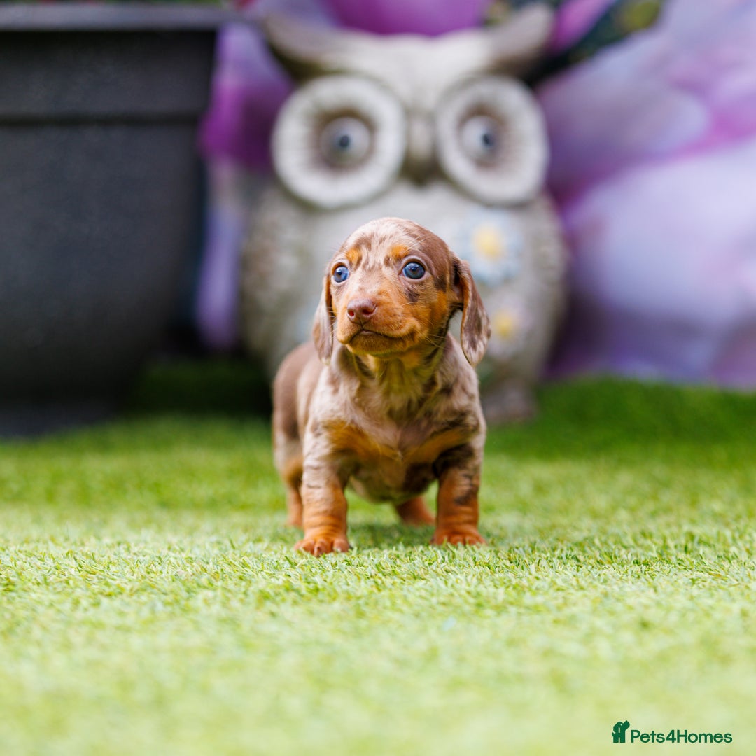 Miniature Dachshund dogs for sale: Top Tier Miniature Dachshunds available!! 😍🤩 - Image 8