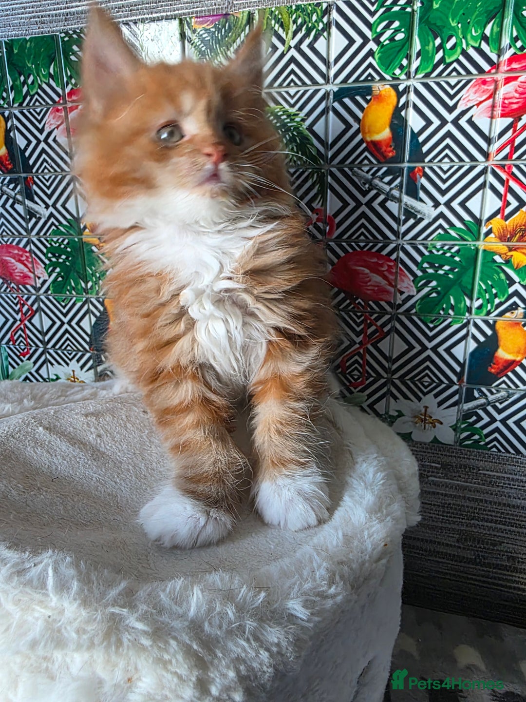 Maine Coon cats for sale: Beautiful  Meincoon  kitten - Advert 5