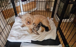 Toy Poodle dogs for sale: Toy poodle puppys - Image 7