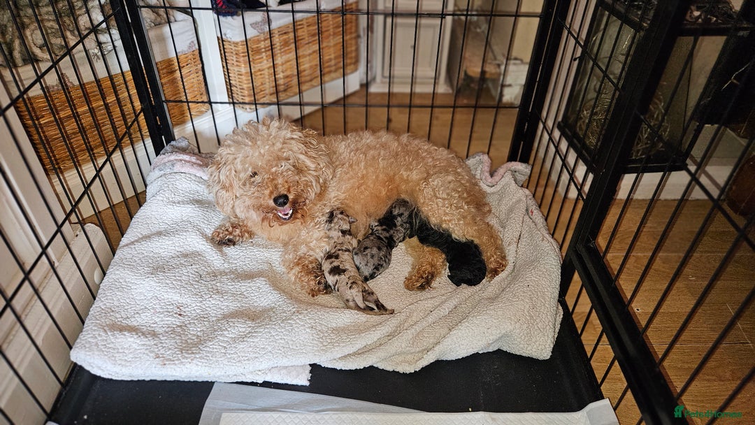 Toy Poodle dogs for sale: Toy poodle puppys - Image 7