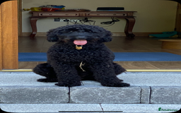 Mixed Breed dogs for sale: 🐾F3 Irish X Australian Labradoodle Puppies  - Image 4