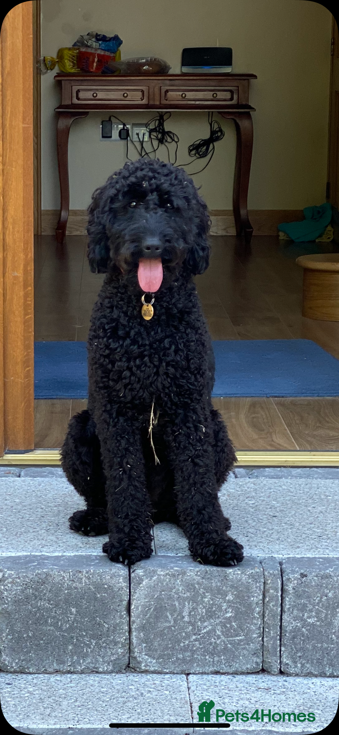 Mixed Breed dogs for sale: 🐾F3 Irish X Australian Labradoodle Puppies  - Image 4