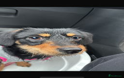 Mixed Breed dogs for sale: Beautiful girl  - Image 3