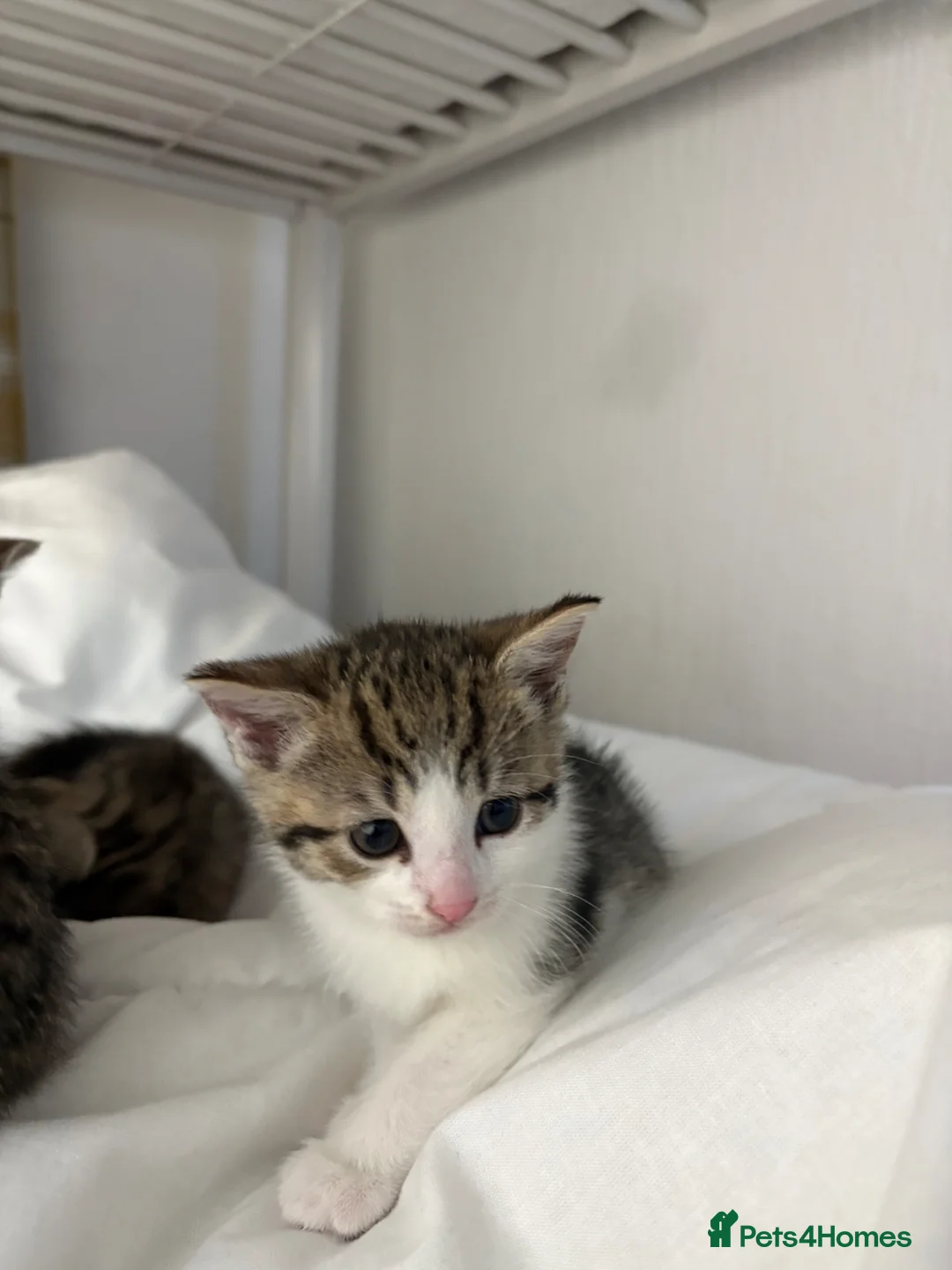 Bengal cats for sale: Very cute and active bengal kittens - Advert 8