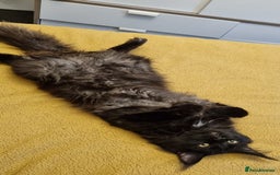 Maine Coon cats for stud: STUD ONLY  Maine Coon 9kg Russian Lines Proven - Image 8