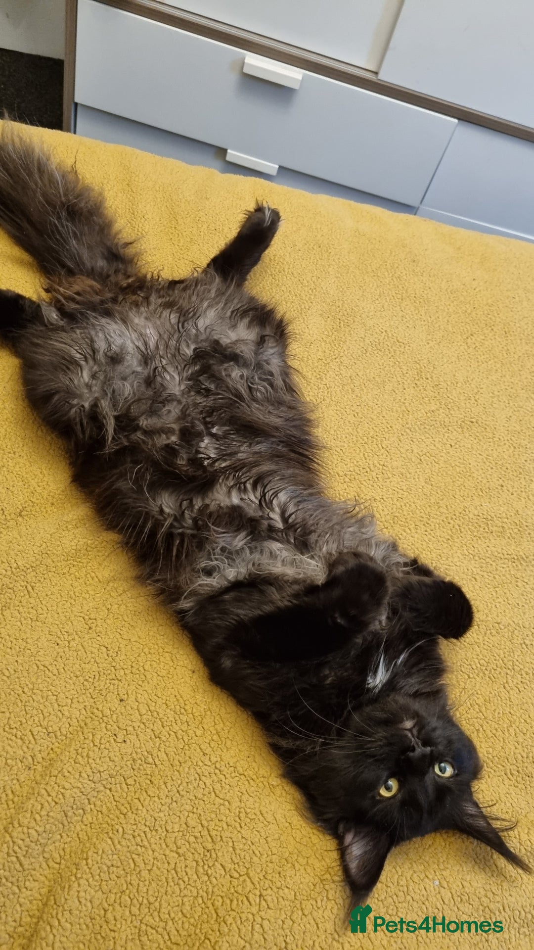 Maine Coon cats for stud: STUD ONLY  Maine Coon 9kg Russian Lines Proven - Image 8