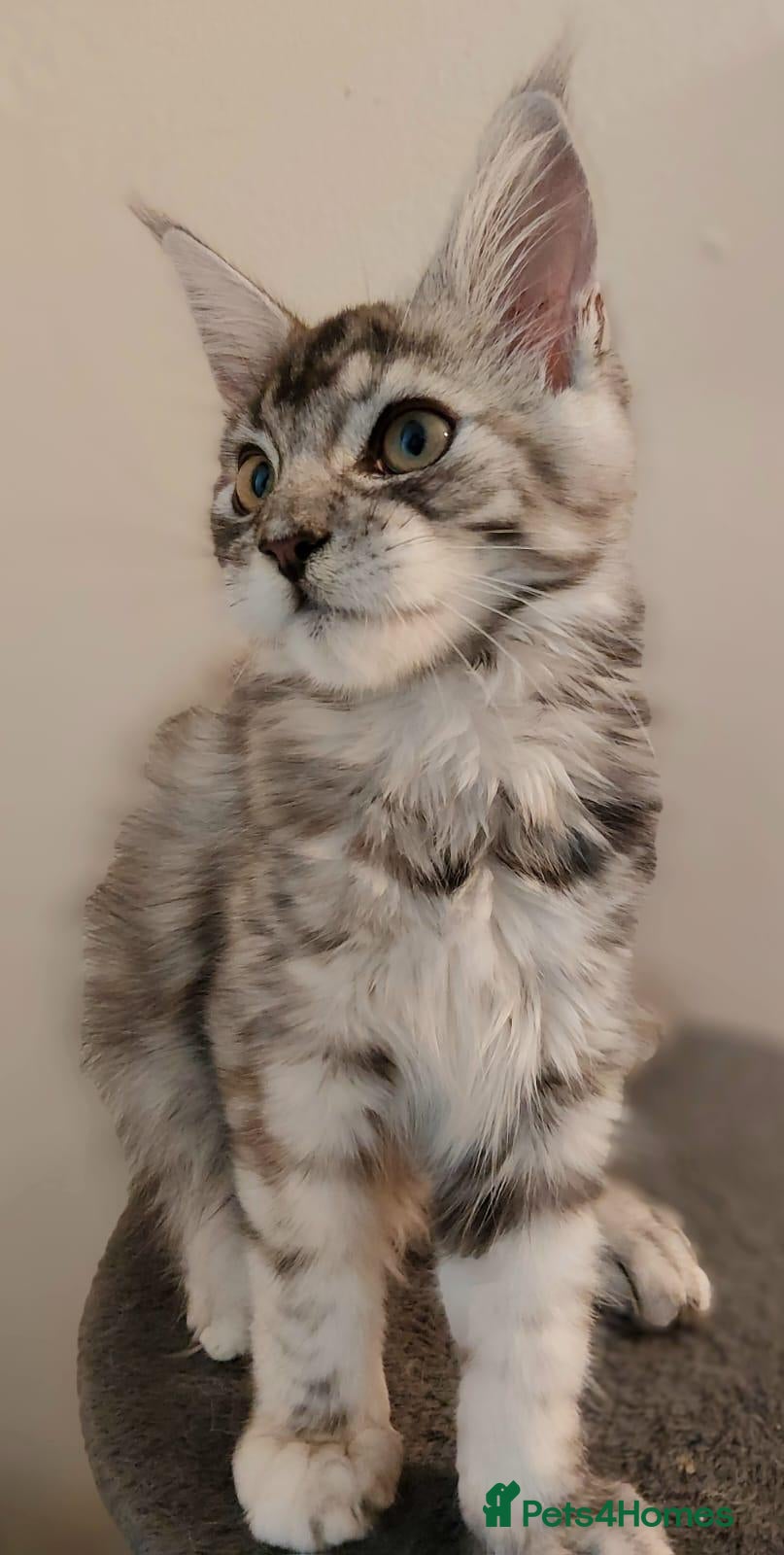 Maine Coon cats 😊Beautiful TICA registered Maine Coon Kittens😊  - Advert 1