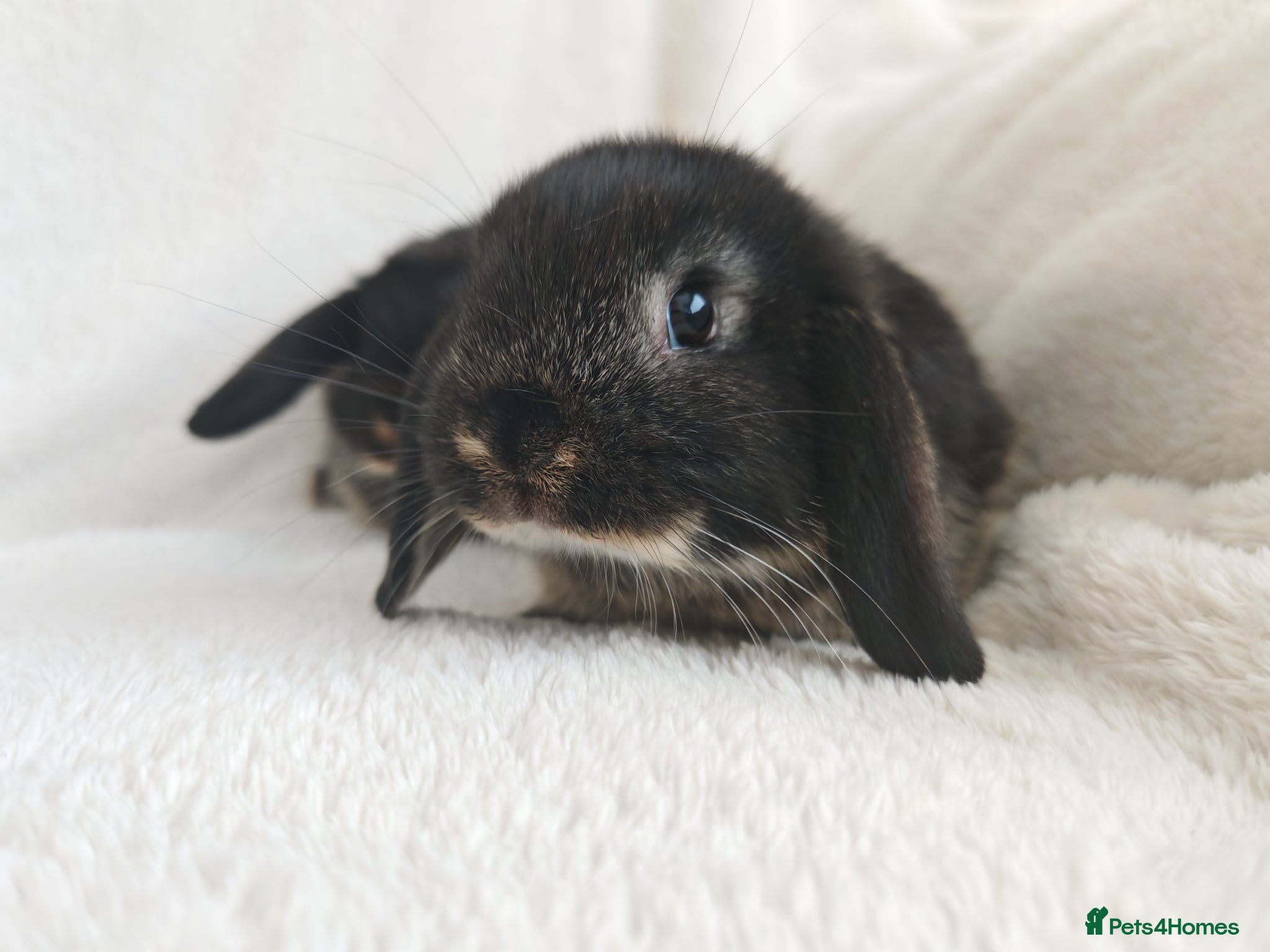 Mini Lop rabbits Beautiful Mini Lop Bunnies  - Advert 17