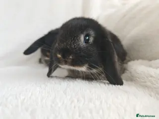Mini Lop rabbits Beautiful Mini Lop Bunnies - Advert 17