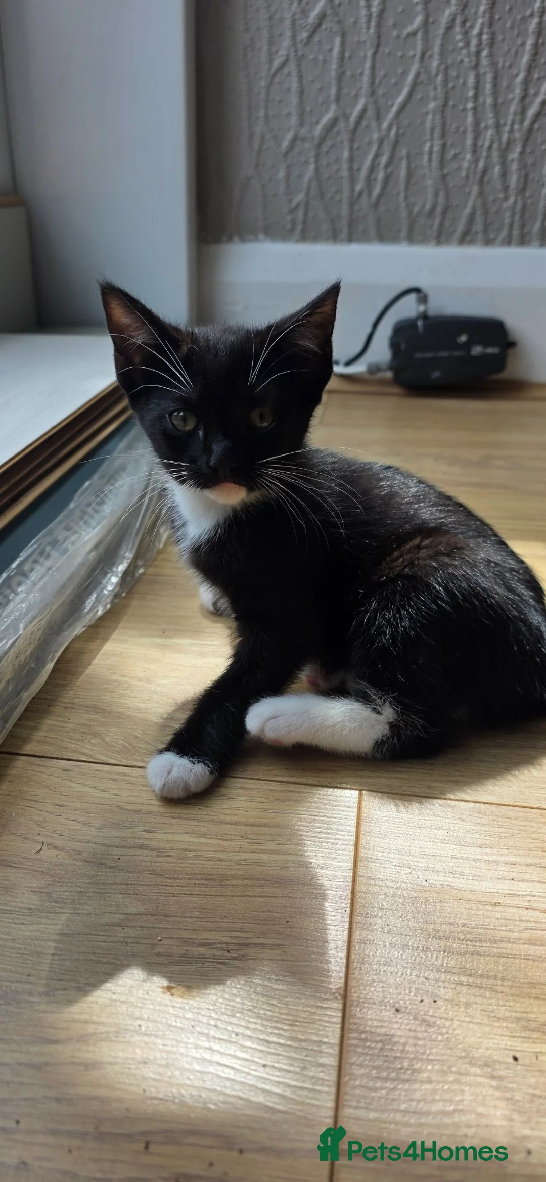 Mixed Breed cats for sale: A little cat is looking for a home  - Advert 1