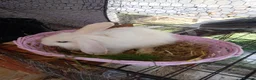 Lionhead rabbits for sale: Lion head lops and lops in Plymouth - Advert 5