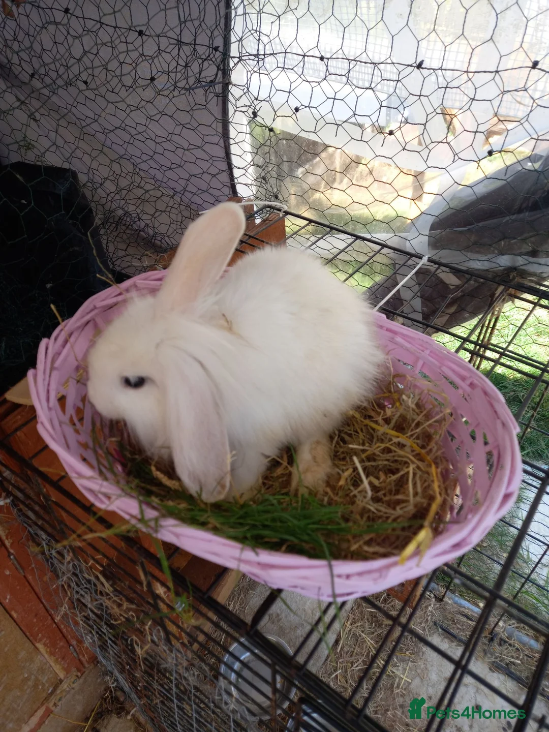 Lionhead rabbits for sale: Lion heads x2 for £80 - Advert 2