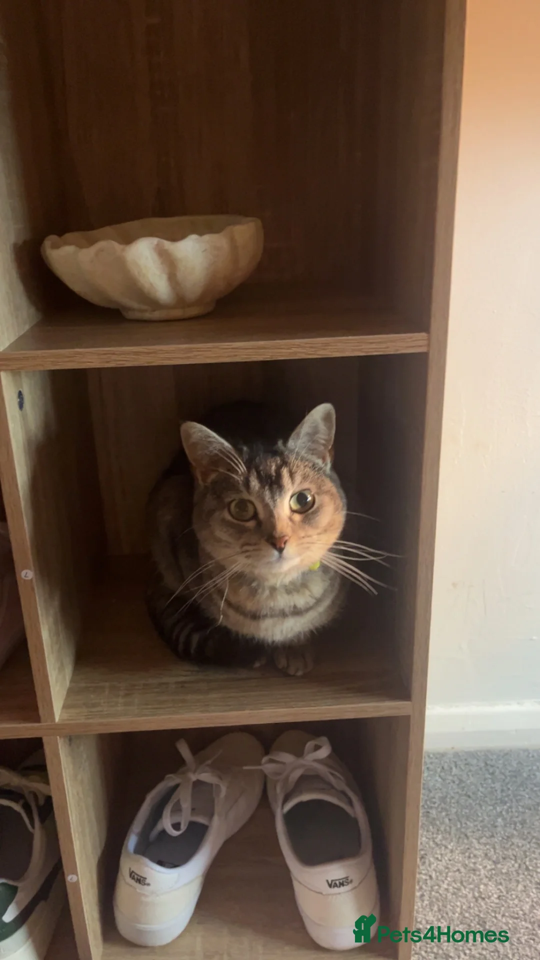 Scottish Fold cats for sale: Sweet Milky for rehome - Advert 4