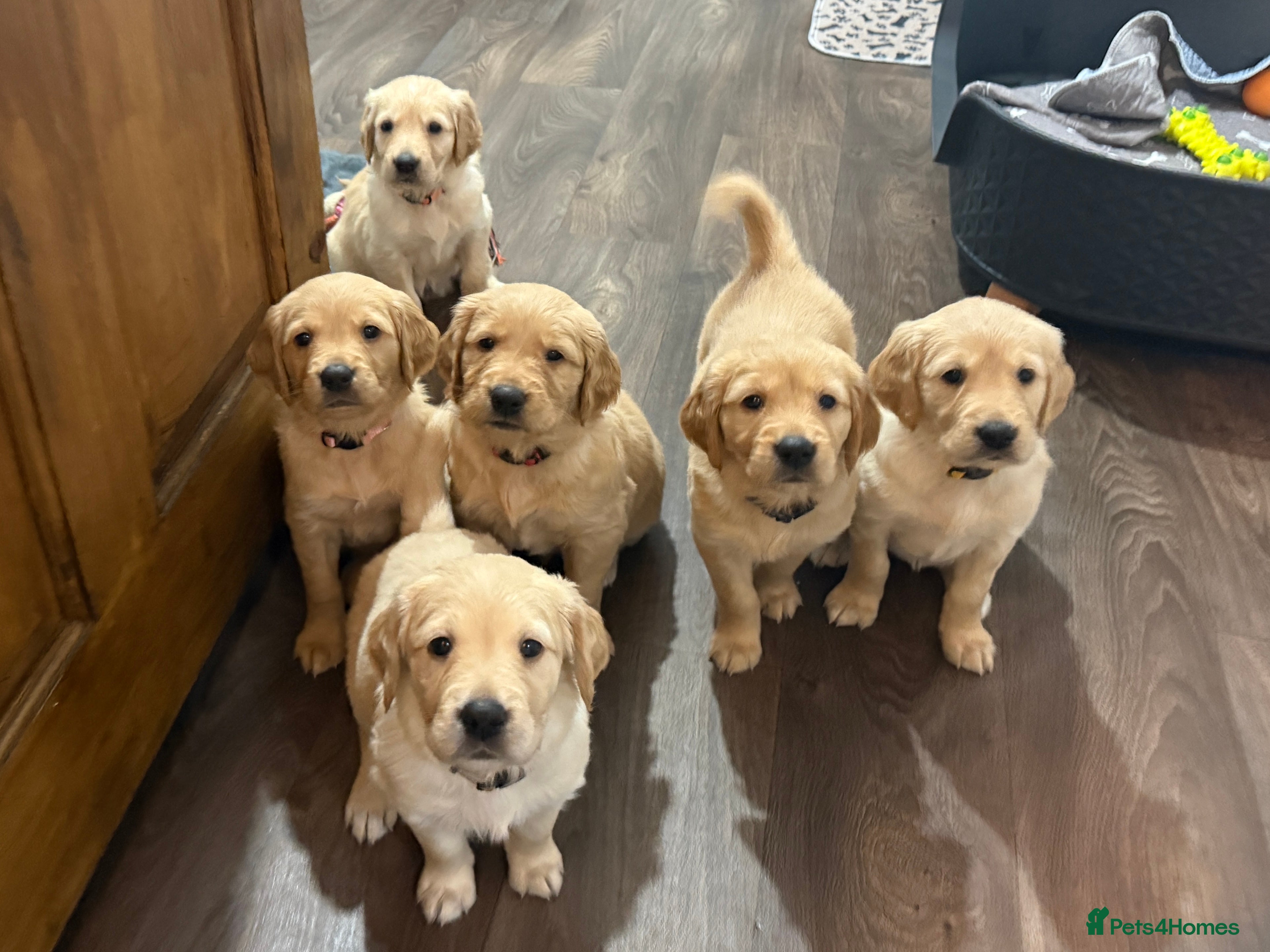Golden Retriever dogs KC Golden Retriever Puppies Ready 22nd February  - Advert 11