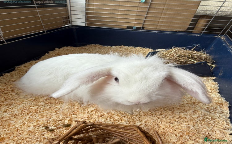 Lionhead rabbits - Advert 1