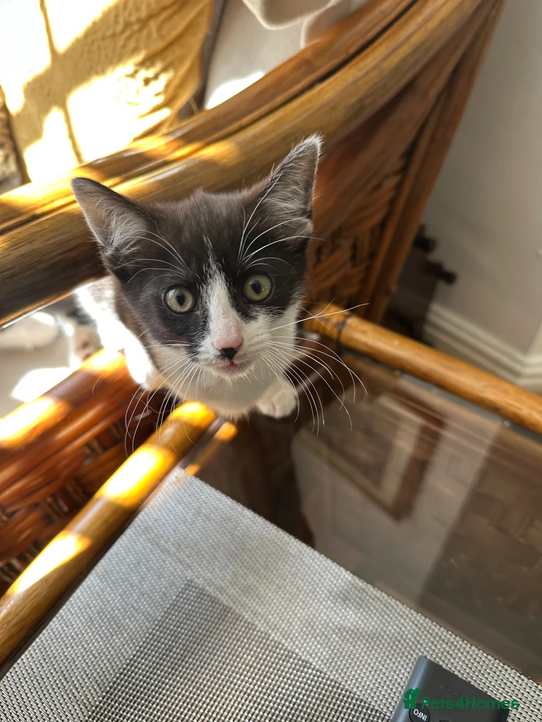 Mixed Breed cats for sale: Lovely fluffy Kittens Ready for New Homes - Advert 12