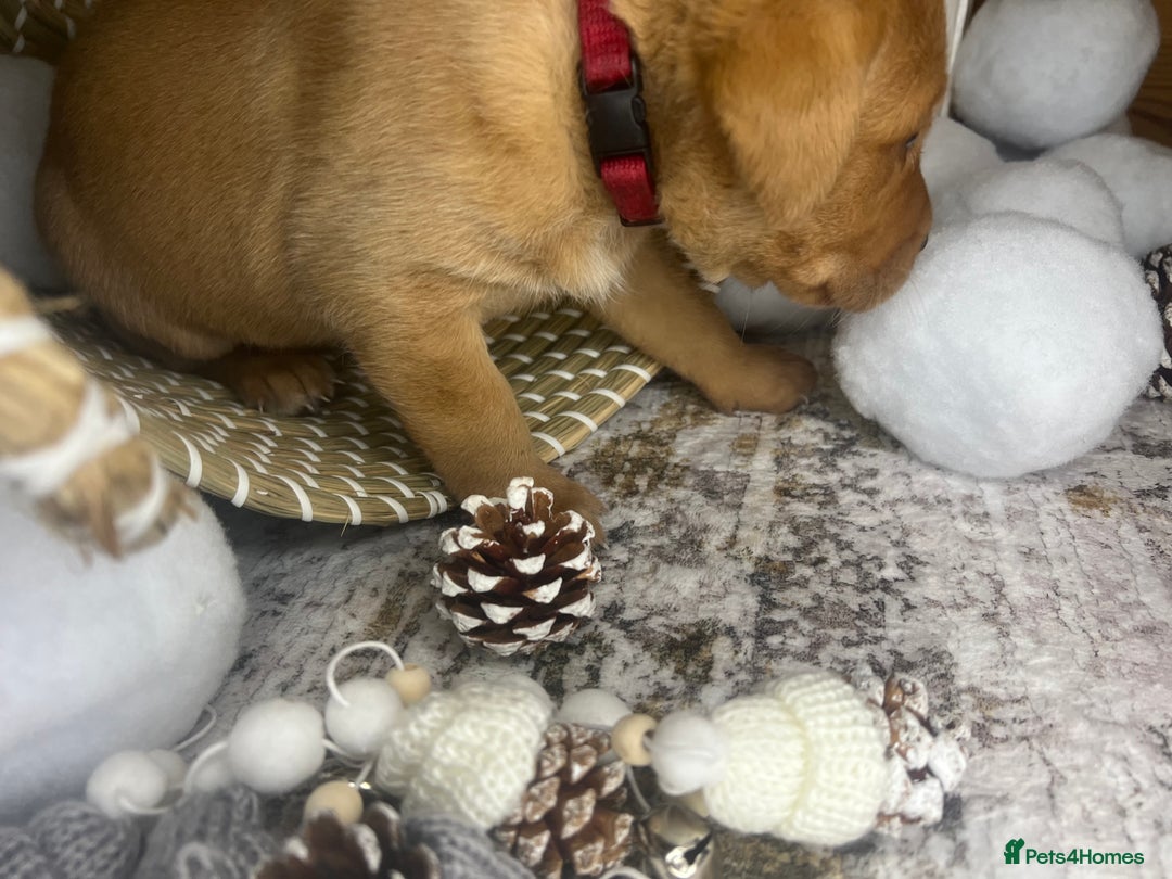 Labrador Retriever dogs for sale: Champion line KC reg dark Red Fox Yellow Labrador  - Advert 26