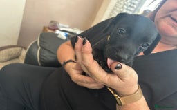 Patterdale Terrier dogs for sale: 7 beautiful Patterdale pups - Image 4