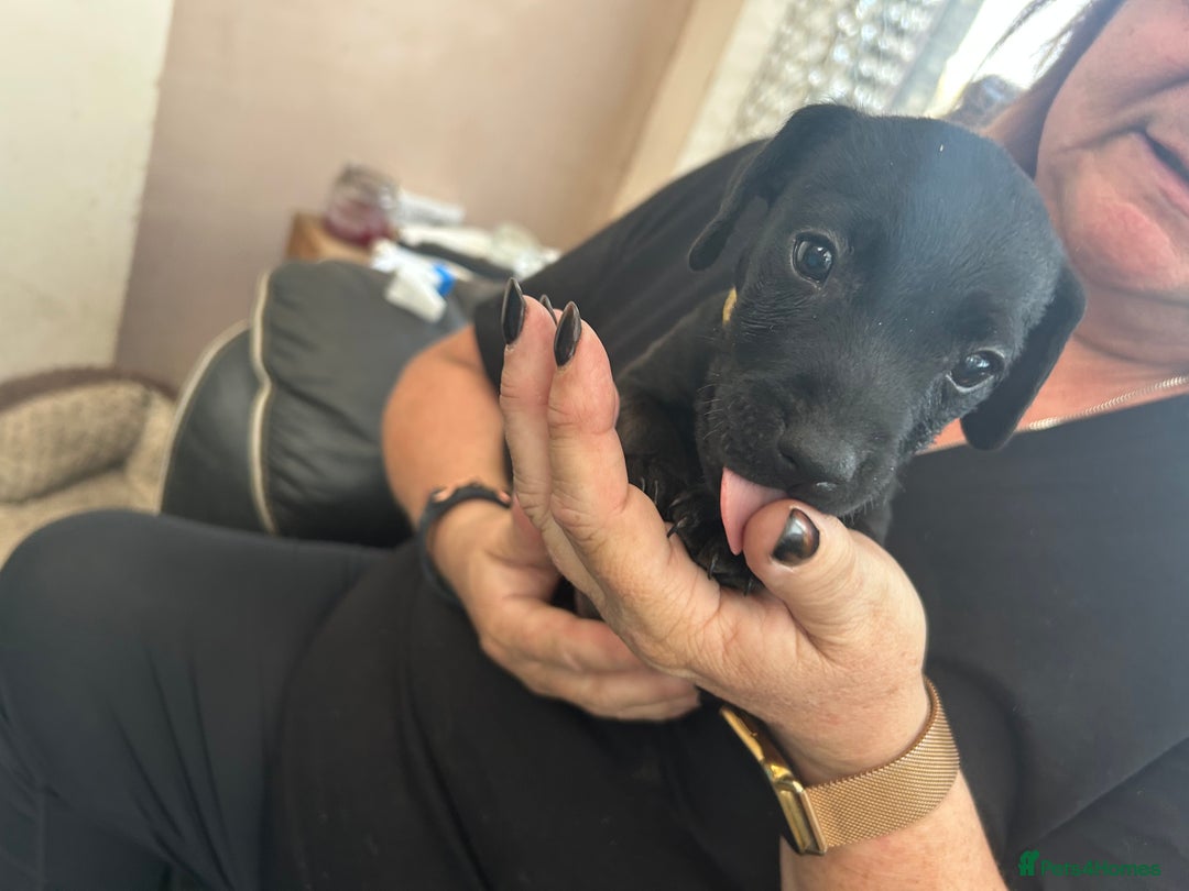 Patterdale Terrier dogs for sale: 7 beautiful Patterdale pups - Image 4