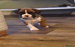 Boxer dogs for sale: Boxer Puppies  - Advert 3