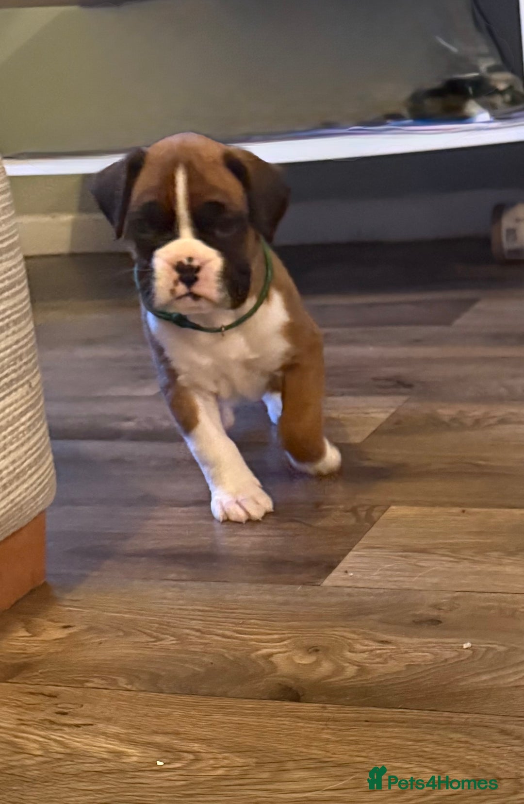 Boxer dogs for sale: Boxer Puppies  - Advert 3